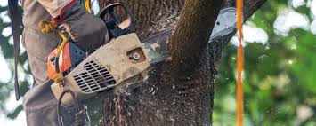 Best Lawn Irrigation Installation and Maintenance  in Palm Valley, TX