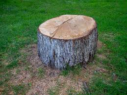 Best Root Management and Removal  in Palm Valley, TX