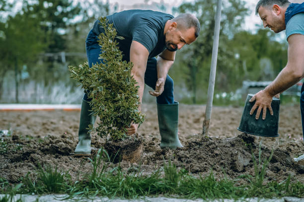  Palm Valley, TX Tree Services Pros