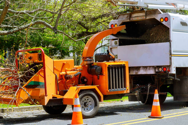Best Tree Cabling and Bracing  in Palm Valley, TX