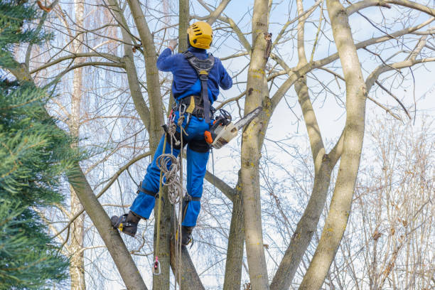 Professional Tree Services in Palm Valley, TX