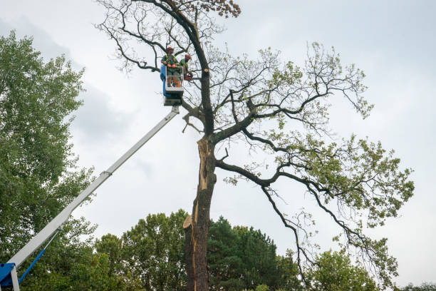 Best Emergency Tree Removal  in Palm Valley, TX
