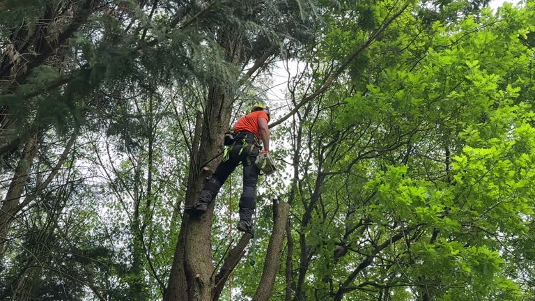Best Tree Trimming and Pruning  in Palm Valley, TX