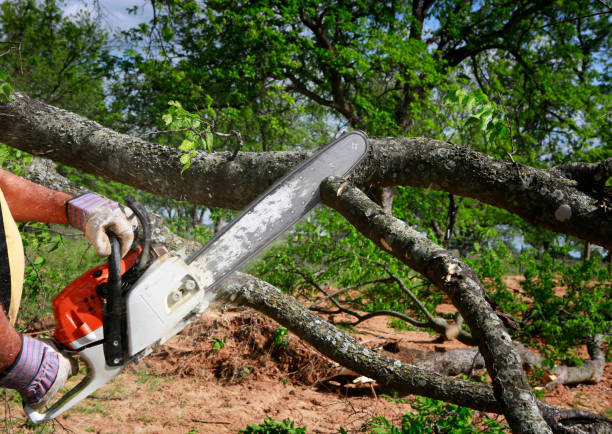 Best Tree Mulching  in Palm Valley, TX